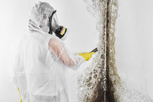 Best Office Mold Removal Services  in Franklin, NC