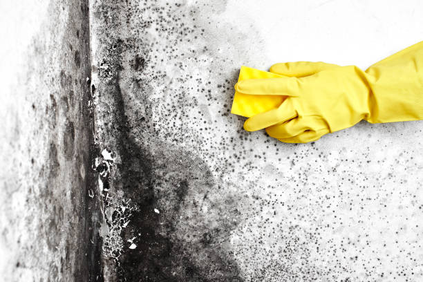  Franklin, NC Mold Removal Pros