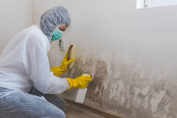 Best Toxic Mold Removal  in Franklin, NC