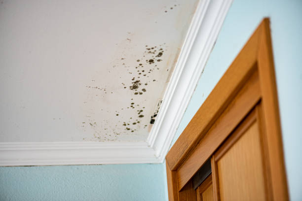 Best Same-Day Mold Removal  in Franklin, NC