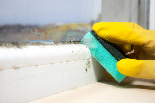 Professional Mold Removal in Franklin, NC
