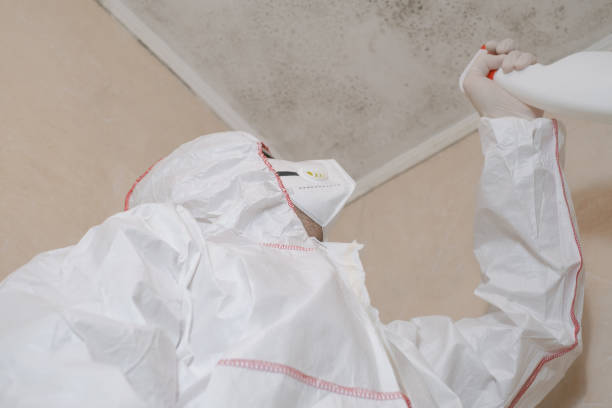 Best Affordable Mold Removal  in Franklin, NC