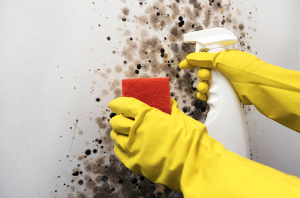 Best Mold Testing  in Franklin, NC