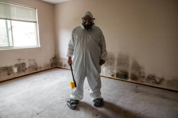 Best Home Mold Removal  in Franklin, NC