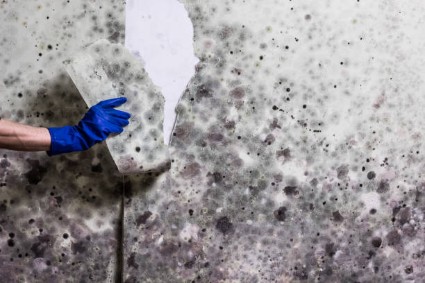 Best Mold Damage Repair  in Franklin, NC