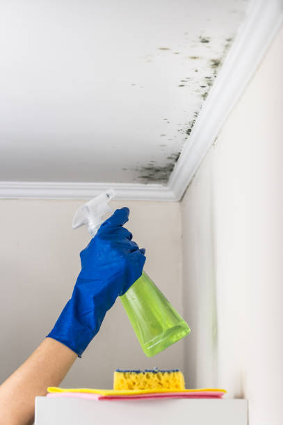 Best Home Mold Removal  in Franklin, NC