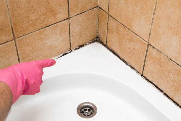 Mold Removal Process in Franklin, NC