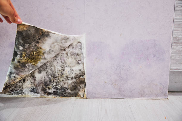 Best Certified Mold Removal  in Franklin, NC